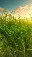 Obraz premium Texture grass field