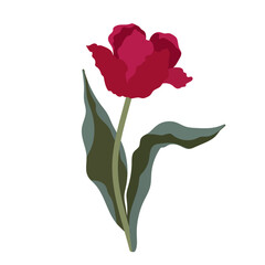 Spring flower of red tulip. Vector graphics.