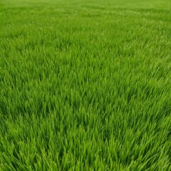 Obraz premium Green grass textures