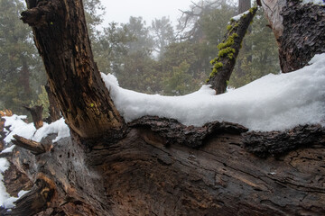 tree trunk with snow