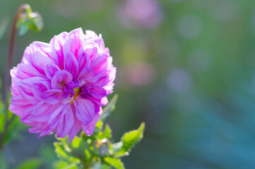 Blurred image of a pink purple dahlia against a green background.