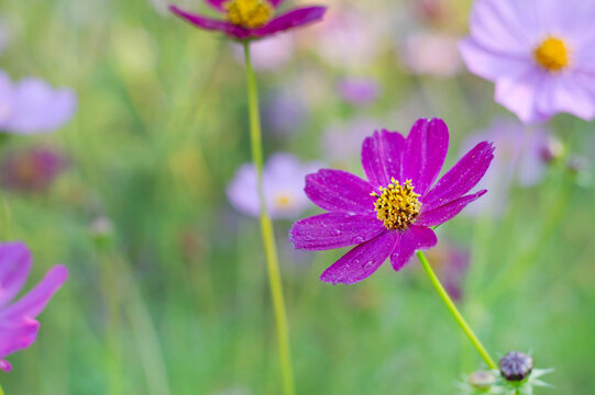 Blurred image of a purple cosmos flower against a green background.