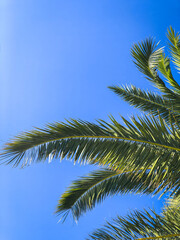 A palm tree with blue sky, bottom view