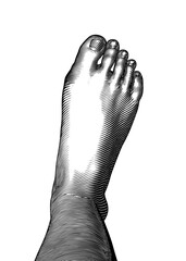 Engraving human foot fingers and nail vector illustration on white BG