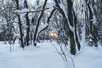 雪の積もる森と差し込む朝日