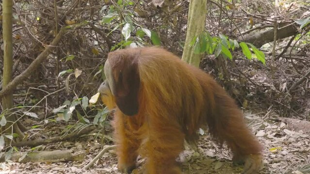 an adult male orangutan walking away with fruit  in the rainforest of gunung leuser national park on sumatra, indonesia