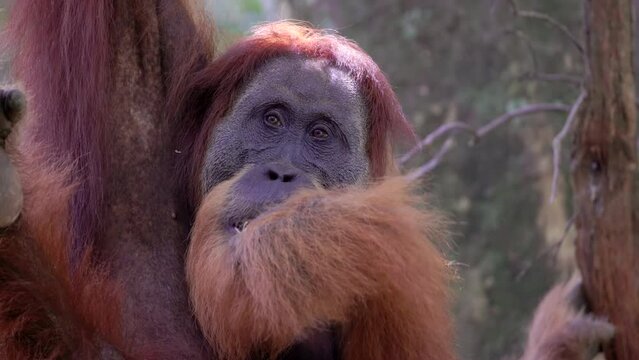an extreme close up of a male orangutan eating part of a plant stem in the rainforest of gunung leuser national park on sumatra, indonesia