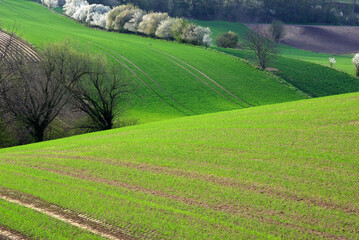 picturesque fields with fresh green grass and new sowings in spring