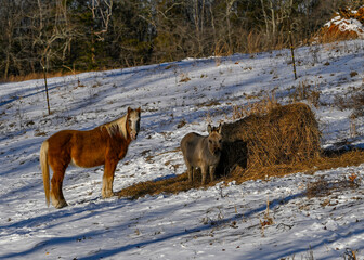 Miniature horse and burrow.