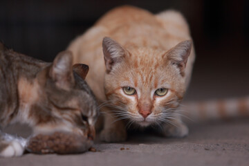 Retrato de un gato callejero