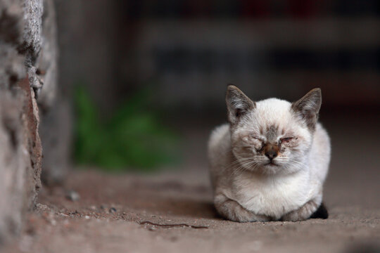 Retrato de un gato callejero