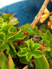 ladybug