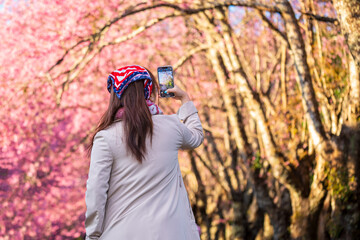 Tourist take a photo  pink wild himalayan cherry at Khun wang Royal Project