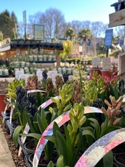 Obraz premium Vertical cropped shot of hyacinth fowers in pots at garden center