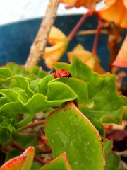 ladybug