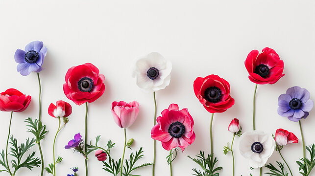 A minimalist arrangement of anemone flowers on a clean white canvas, Valentine's Day, Flat lay, top view, aesthetic background, with copy space