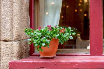 Blumentopf auf roter Holzfensterbank