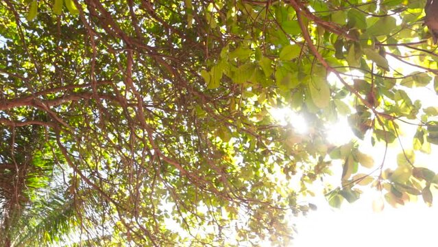 sun rays between cashew tree leaves