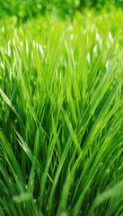 Fototapeta premium Fresh green grass on white background