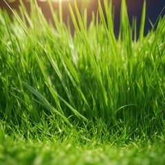 Fototapeta na wymiar Fresh green grass on white background