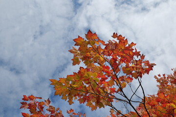 red maple leaves behind the sky