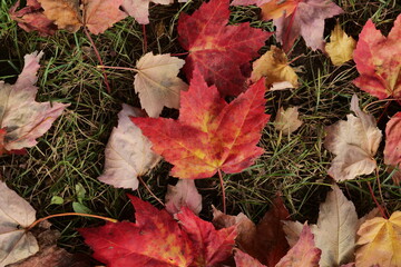 red maple leaves