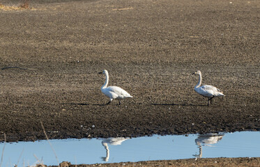 地面をのしのし歩く白鳥