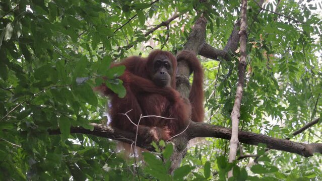 an orangutan mum, sitting in a rainforest tree, looks at the camera at gunung leuser national park on sumatra, indonesia