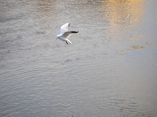 着水体勢の都鳥