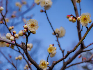 早咲きの白梅がちらほらと咲く