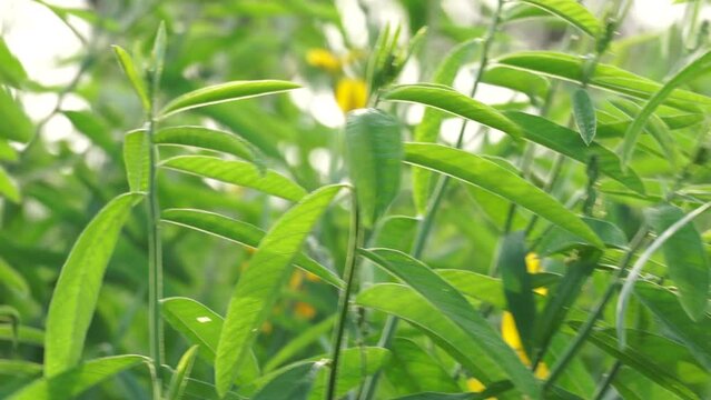 Crotalaria juncea (orok-orok, lambau, sun hemp, sunn hemp, brown hemp). This plant is usually used for fertilizer and has the potential to be bio-fuel