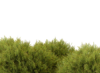 Obraz na płótnie Canvas Wild privet tree isolated, bushes shrub and small plants