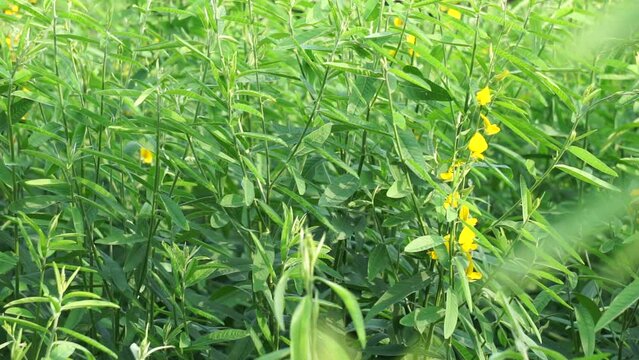 Crotalaria juncea (orok-orok, lambau, sun hemp, sunn hemp, brown hemp). This plant is usually used for fertilizer and has the potential to be bio-fuel