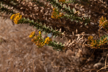 butterfly on a desert flower