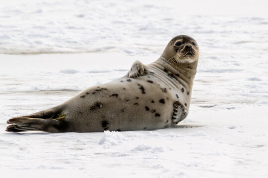 A large grey harp seal lying on an ice pan. The seal has two sets of flippers and the claws are on the wet ice. The seal has its head up and is looking forward. he wild animal has snow on its whiskers
