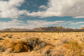 Fototapeta premium desert landscape in California San Bernardino