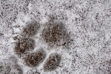 Cat Paw Print in White Snow Macro Close Up