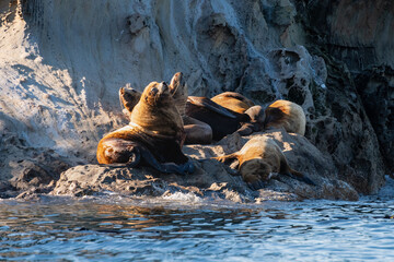 Sea Lions sighted at Sucia Island Marine State Park, San Juan Islands, Washington