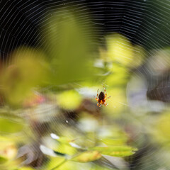 Backlit spider on a web - Patos Island - San Juan Islands - Washington