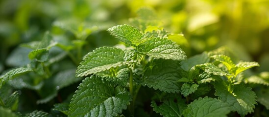 Melissa officinalis, a fresh lemon balm plant, thrives in a garden with sunlight and shade.