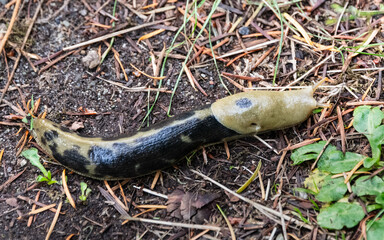 Pacific Banana Slug - San Juan Islands, Washington
