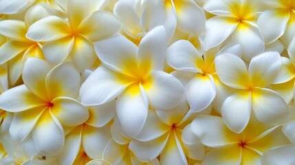 Obraz premium Tropical frangipani flowers in full bloom generative ai