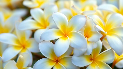 Obraz na płótnie Canvas Tropical frangipani flowers in full bloom generative ai