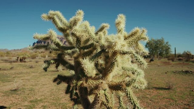 Cholla cactus close up in Sonoran Desert Arizona