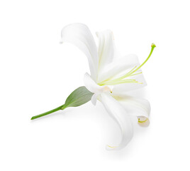 Beautiful lily flower on white background