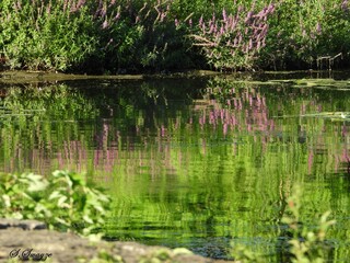 Obraz premium reeds in the lake
