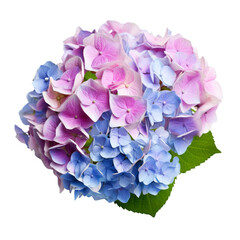 flower -  Hydrangea: Understanding and heartfelt emotions