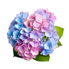 flower - top view. Hydrangea: Understanding and heartfelt emotions