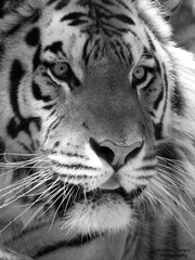 portrait of a tiger up close in black &white