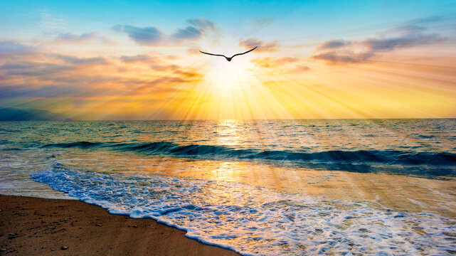 Bird Sun Ray Flying Beach Sea Sunset Divine Inspiration Sunrise Image